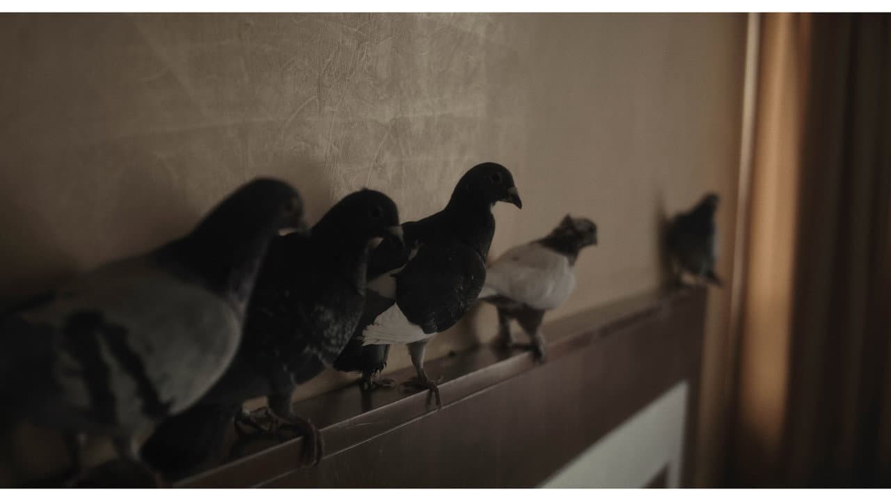 Backdrop – Hotel de nidos