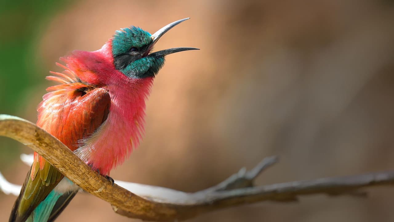 Backdrop – La fabuleuse histoire des oiseaux, des dinosaures parmi nous