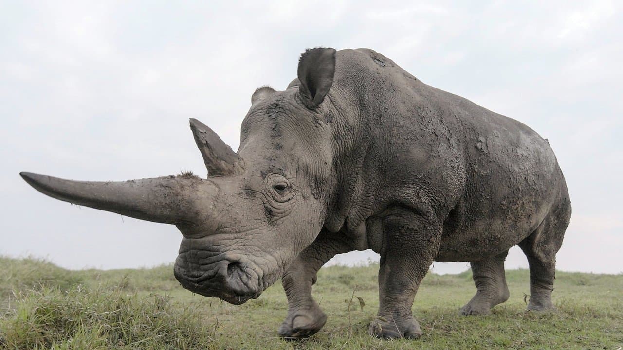 Backdrop – The Last Rhinos: A New Hope