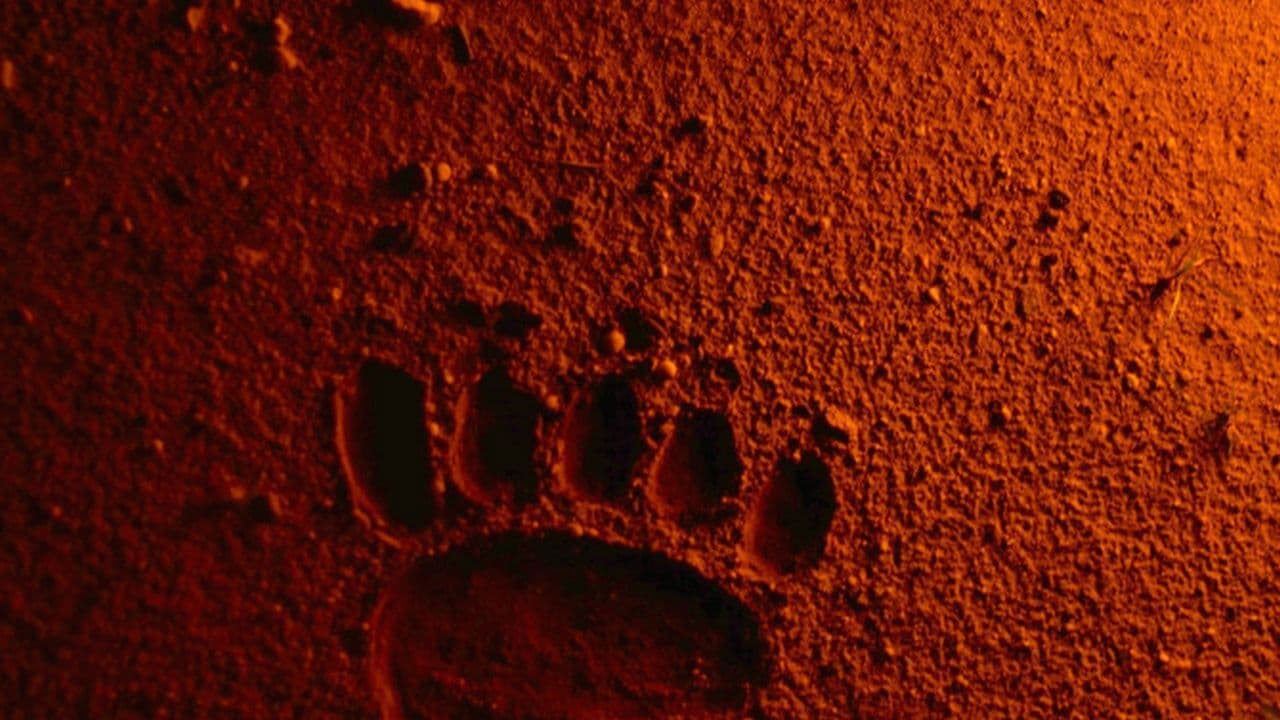 Backdrop – Bears Discover Fire