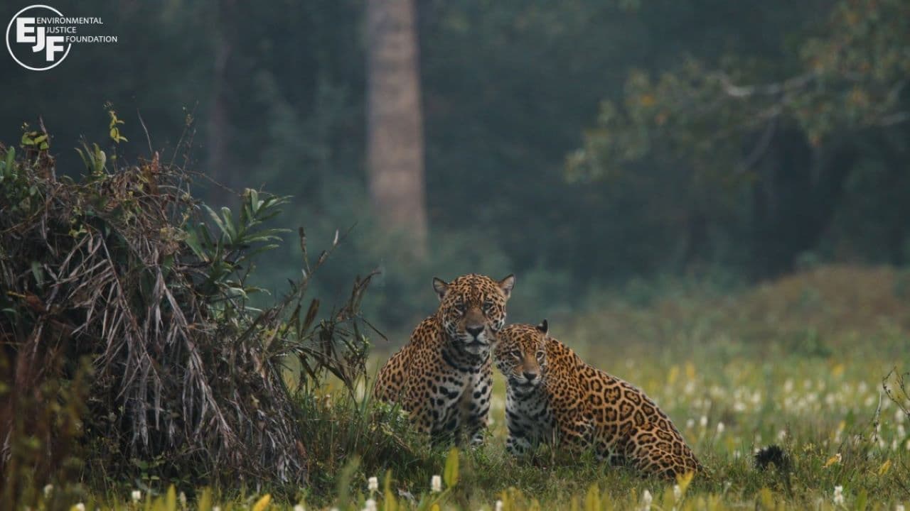 Backdrop – Pantanal