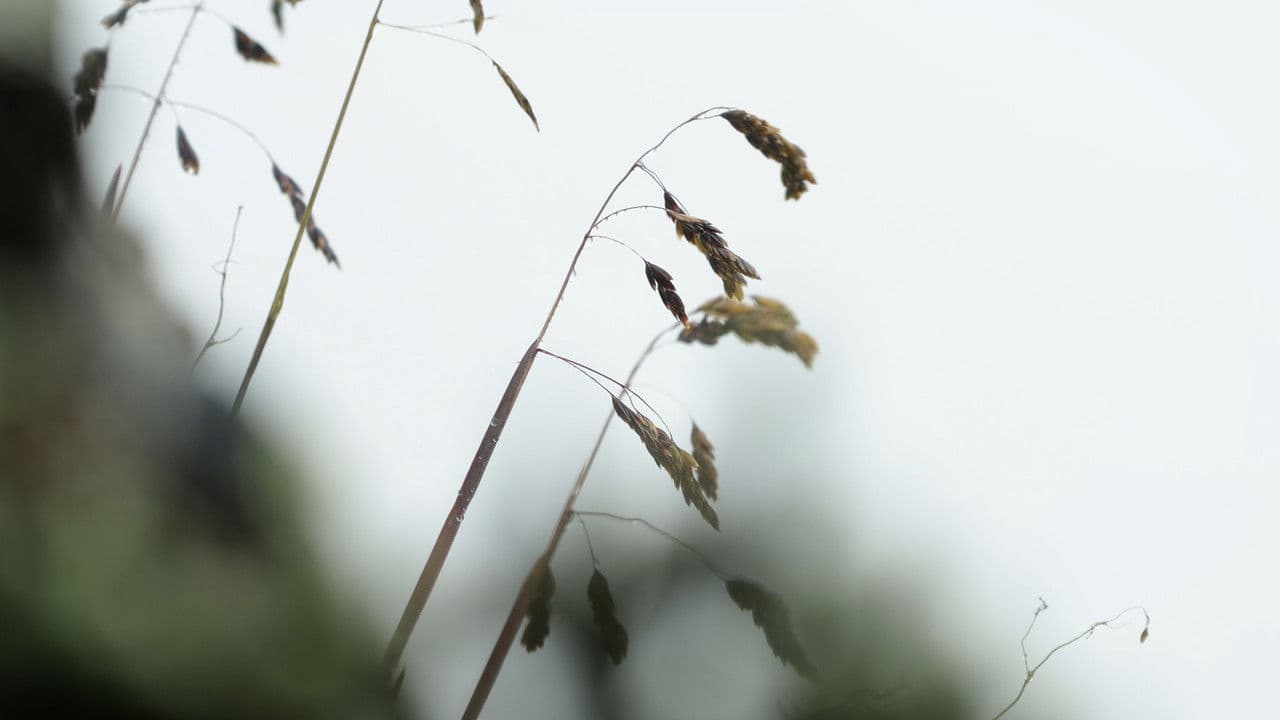 Backdrop – Después del Glaciar