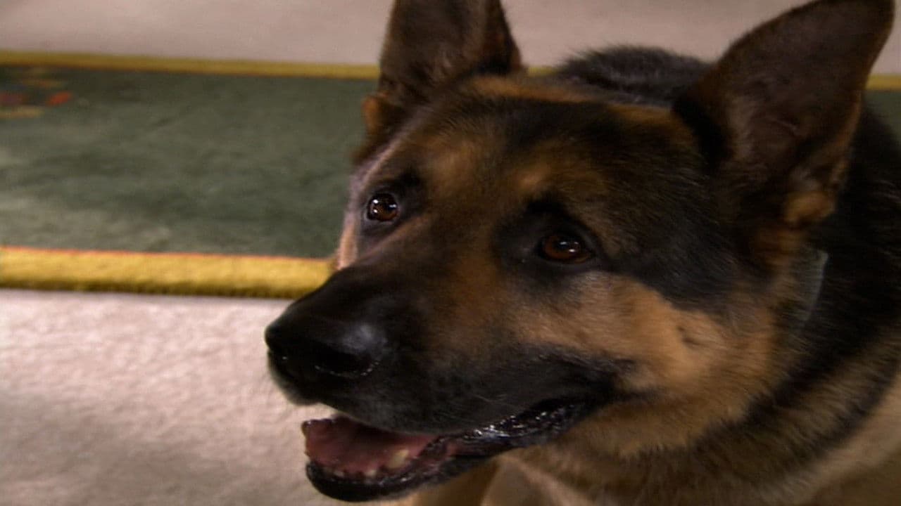 Backdrop – Ace of Hearts