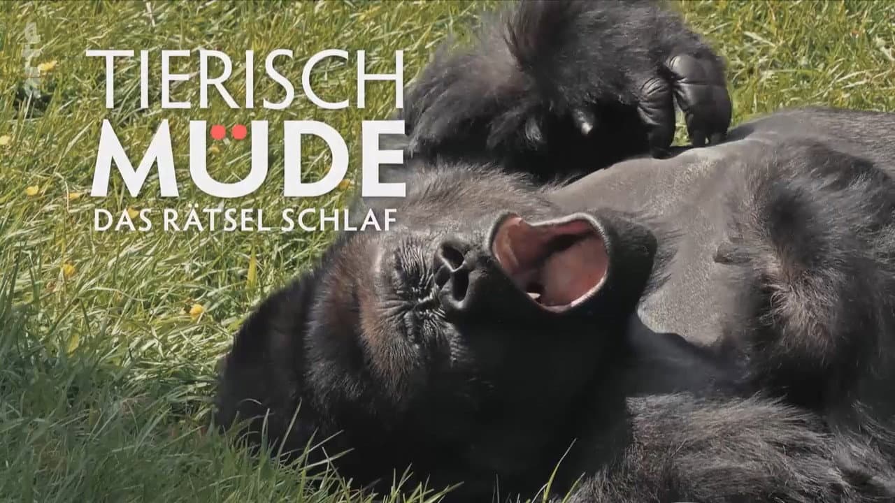 Backdrop – Tierisch müde - Das Rätsel Schlaf