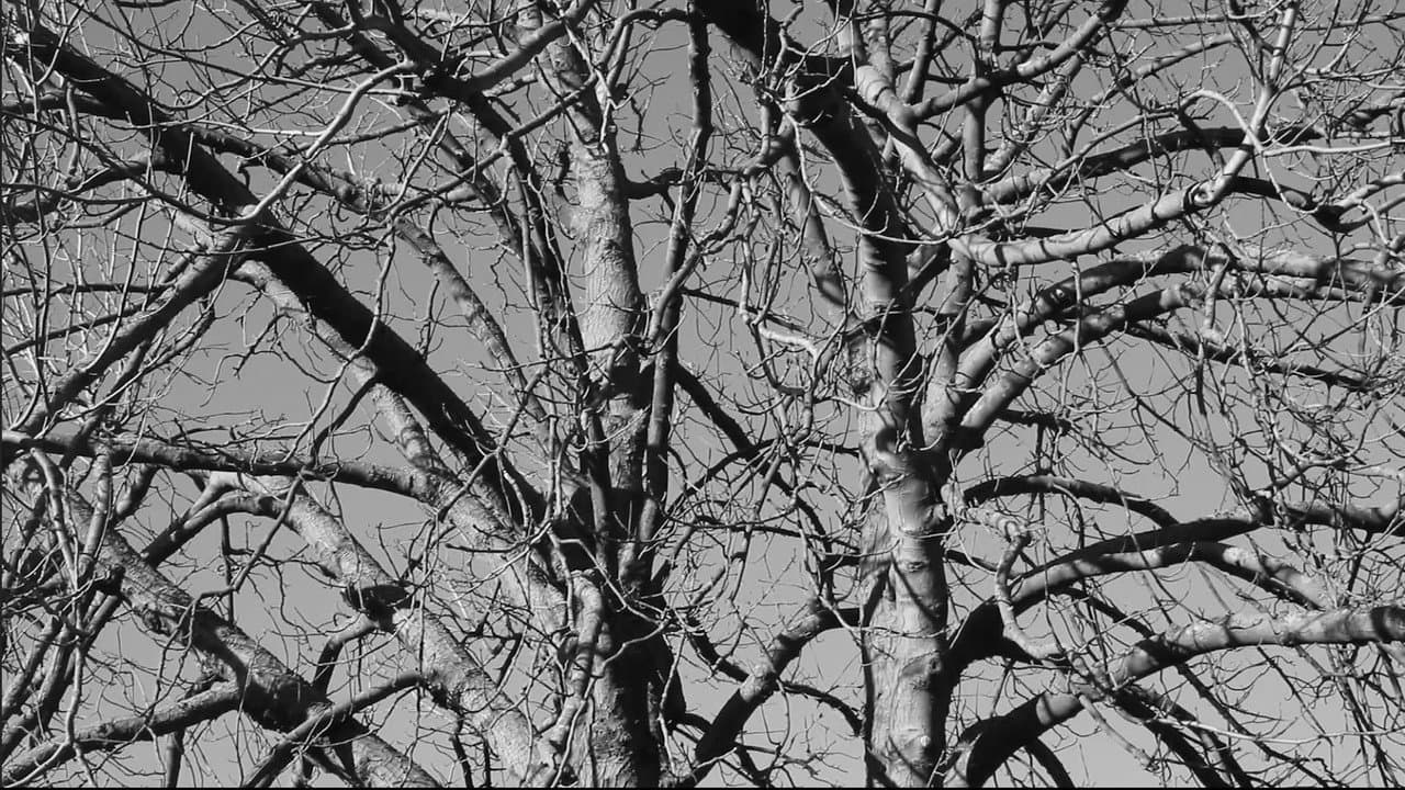 Backdrop – Damned Wood