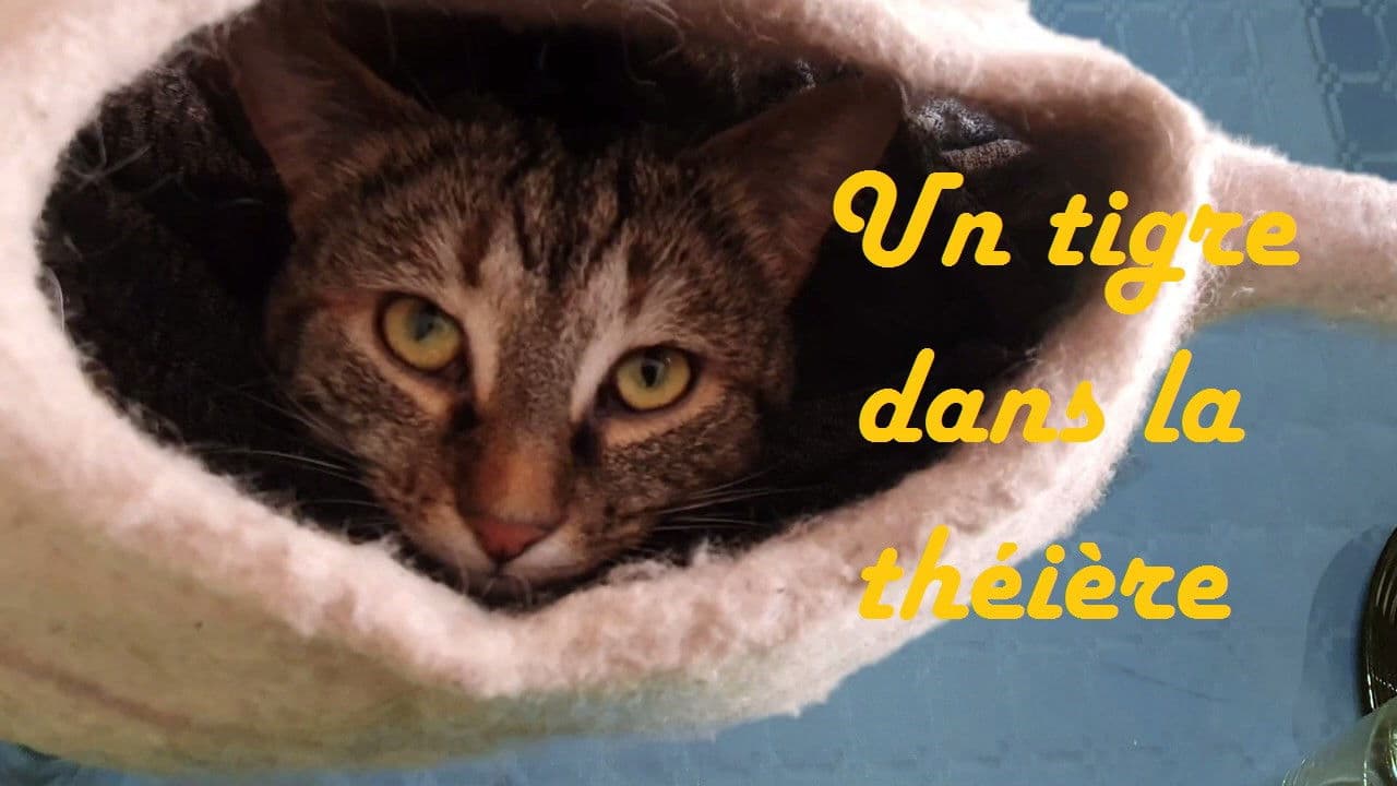 Backdrop – Un tigre dans la théière