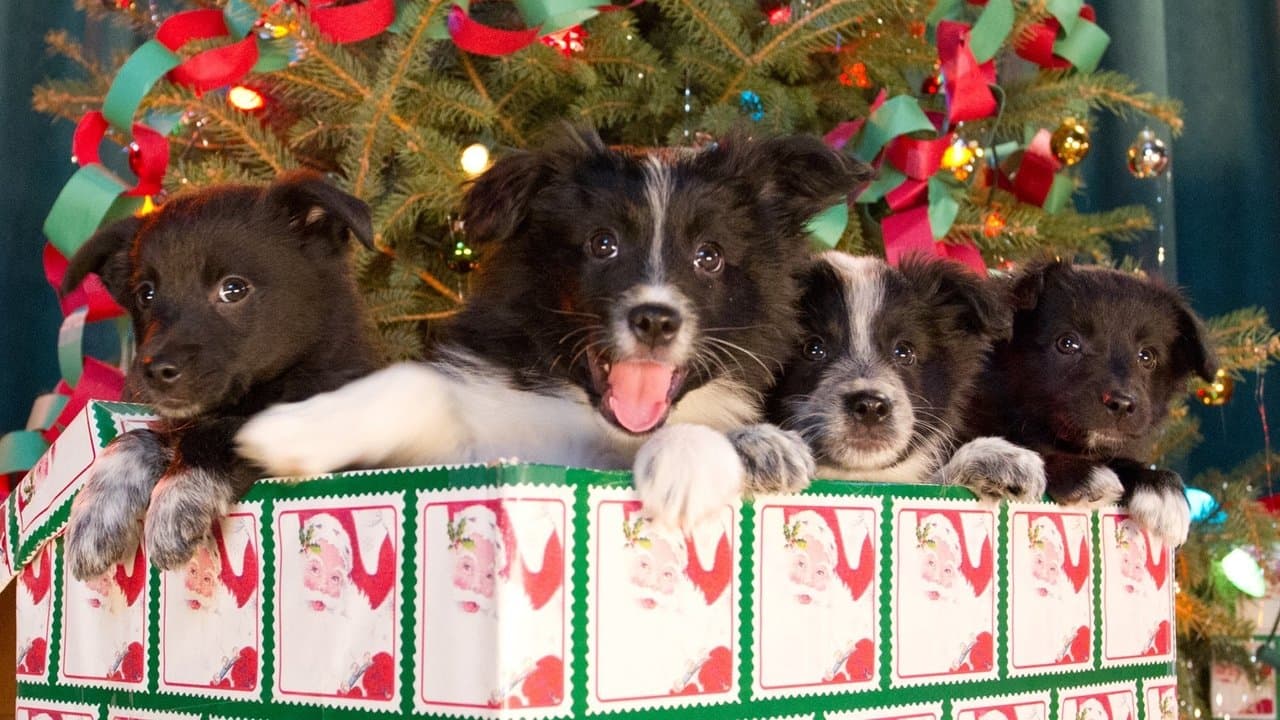 Backdrop – Einsatz auf vier Pfoten 2 - Das Weihnachtsmärchen geht weiter