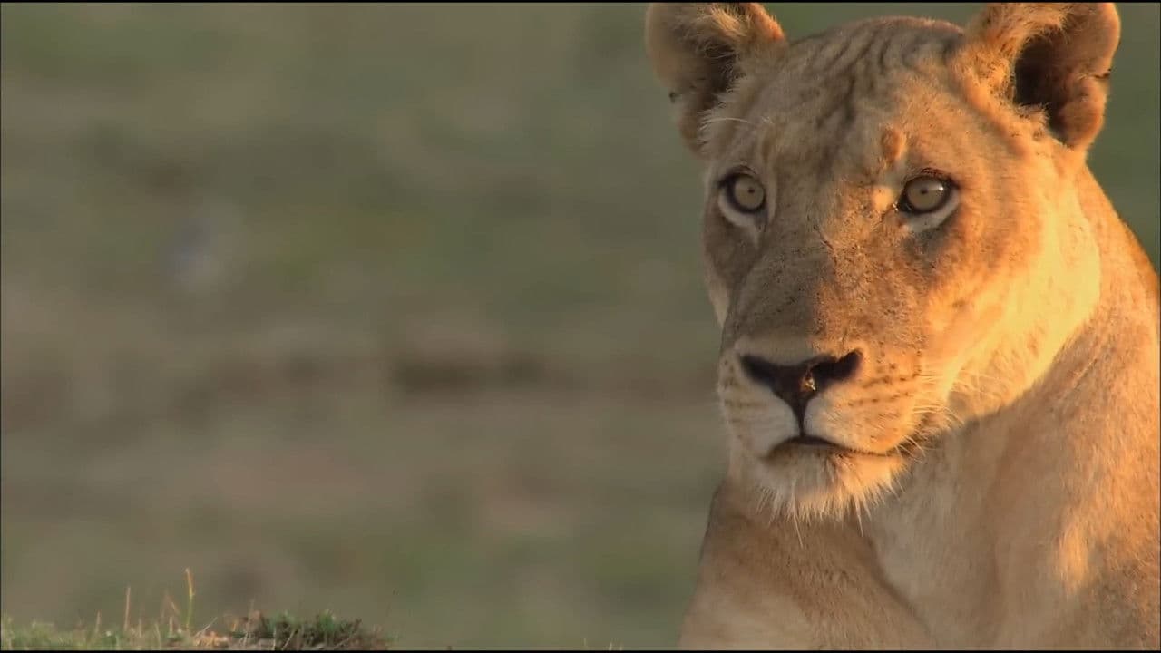 Backdrop – Lions of Crocodile River