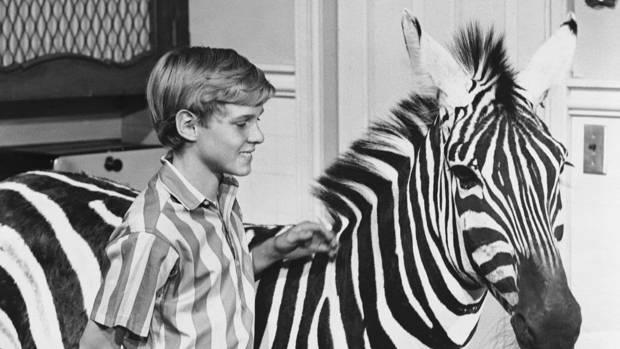 Backdrop – Ein Zebra in der Küche