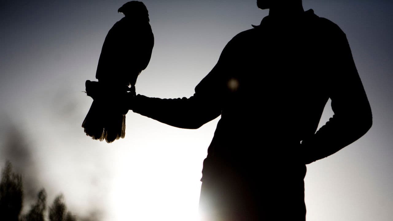 Backdrop – Fálkasaga