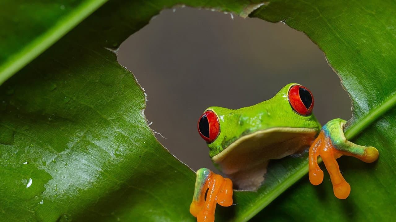 Backdrop – Wild Costa Rica