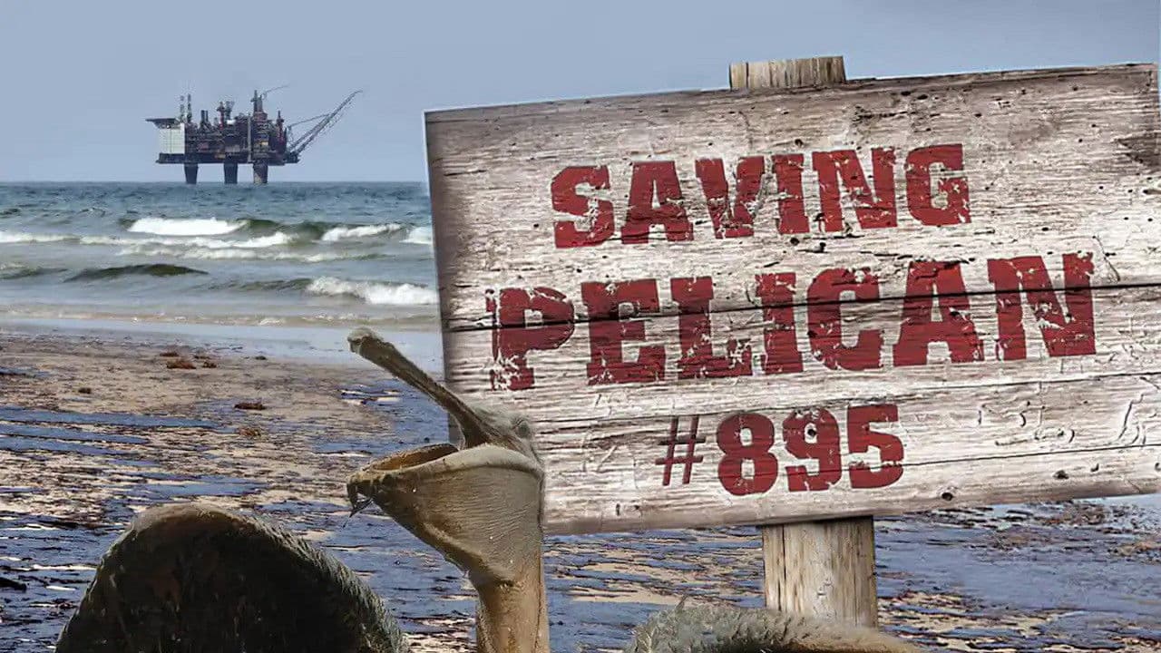Backdrop – Saving Pelican 895