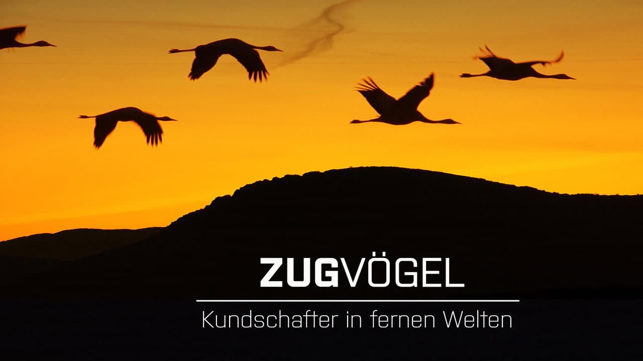 Backdrop – Zugvögel - Kundschafter in fernen Welten