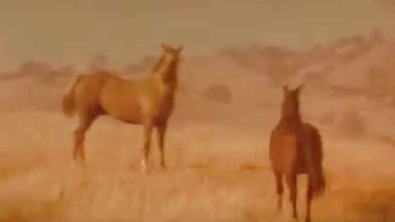 Backdrop – Iron and Horse