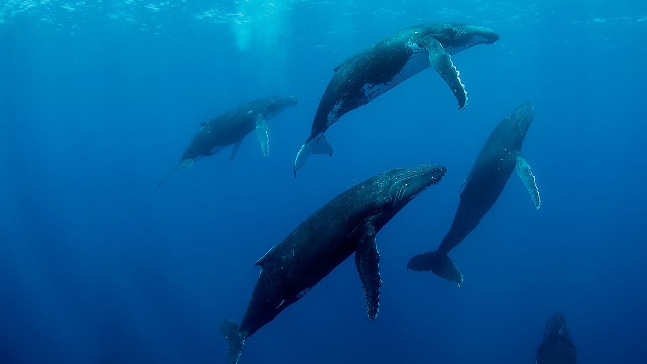 Backdrop – Humpback Whales - Buckelwale im Pazifik