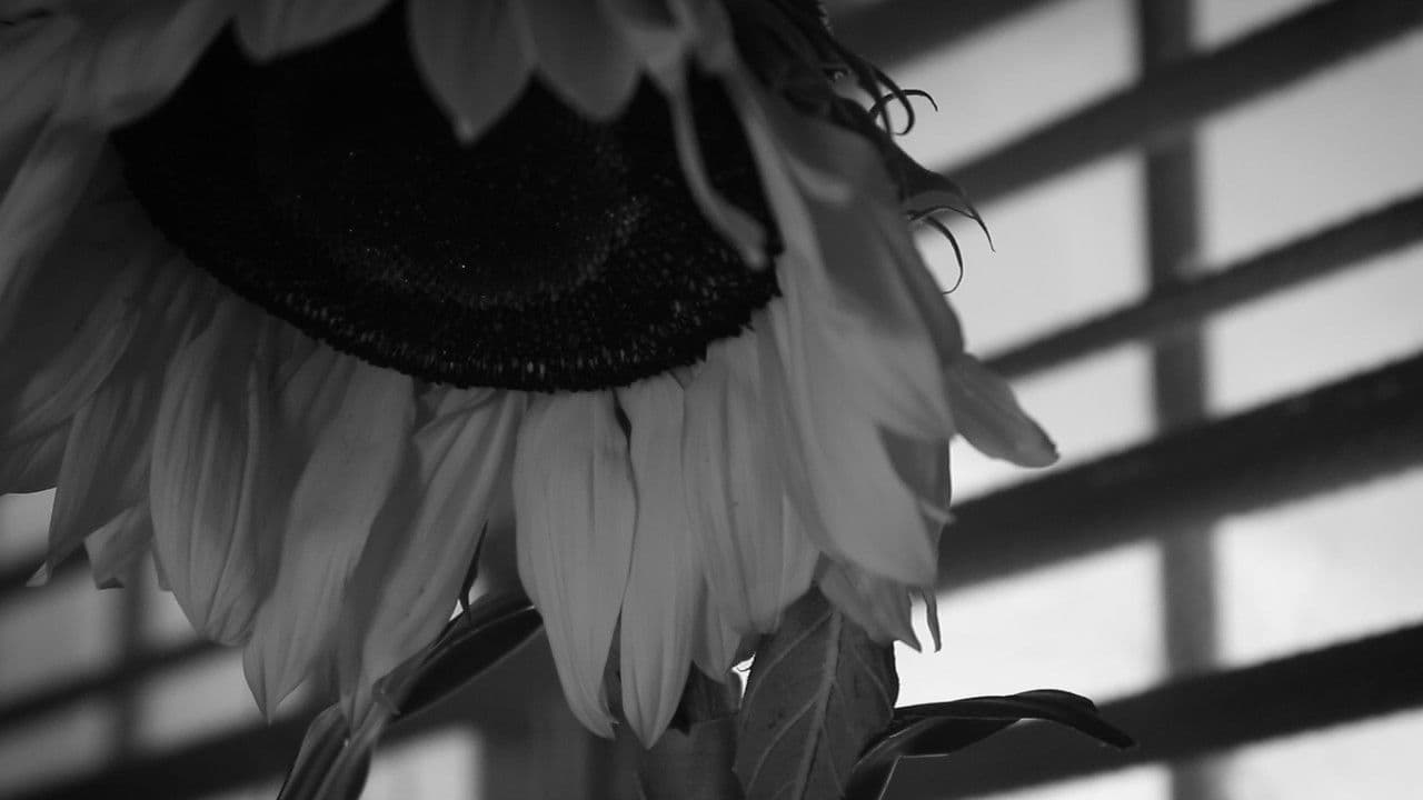 Backdrop – Cómo regar un girasol