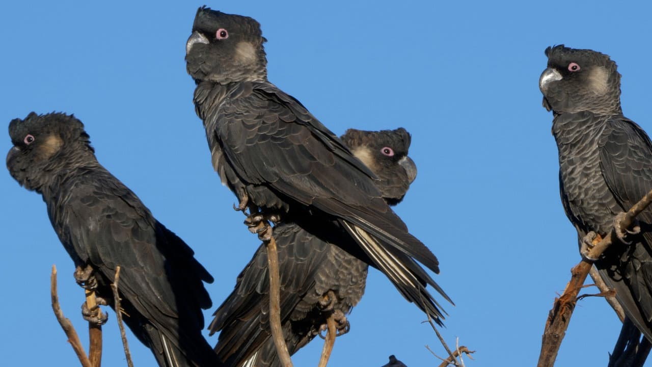 Backdrop – Black Cockatoo Crisis