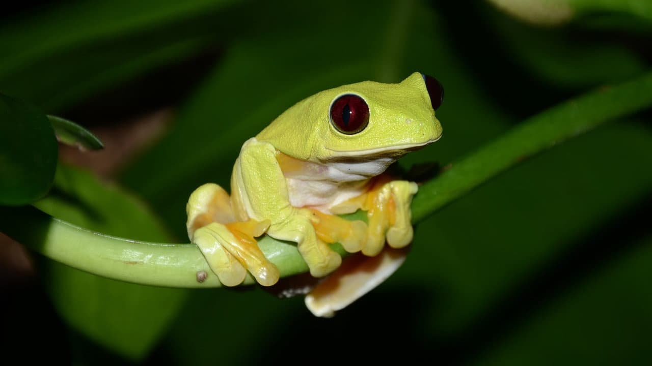 Backdrop – Fabulous Frogs
