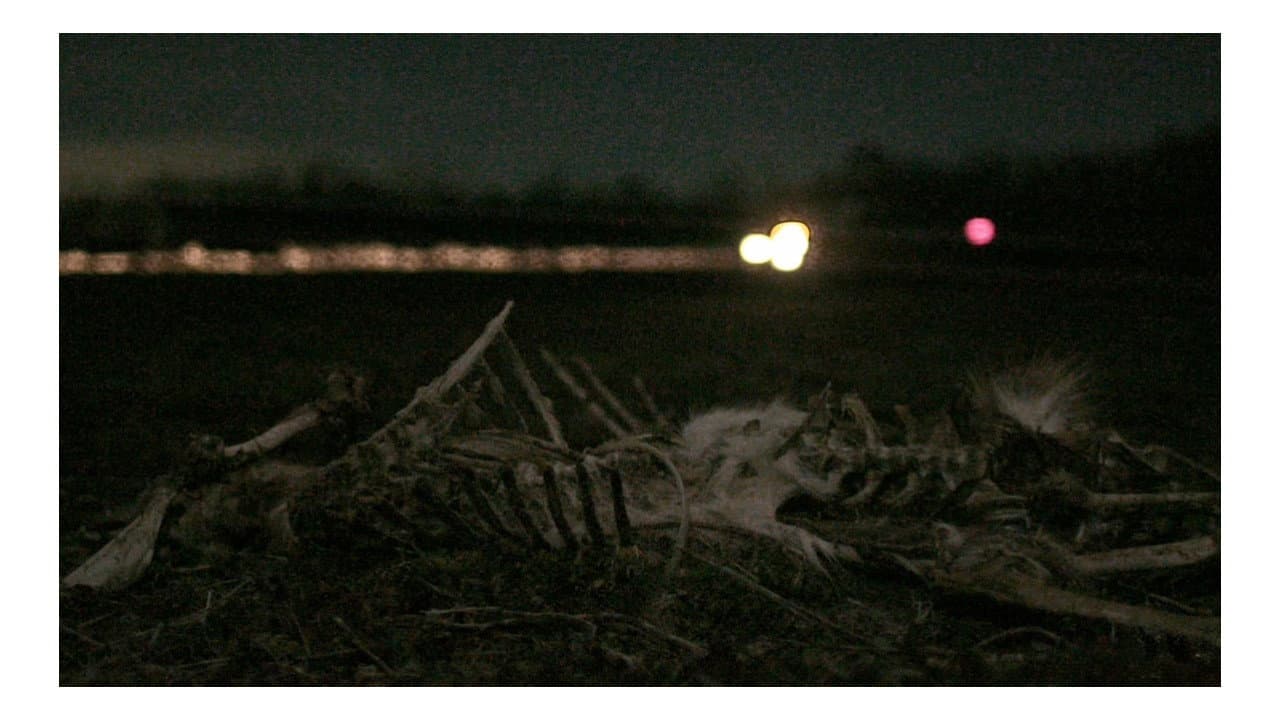 Backdrop – Roadkill