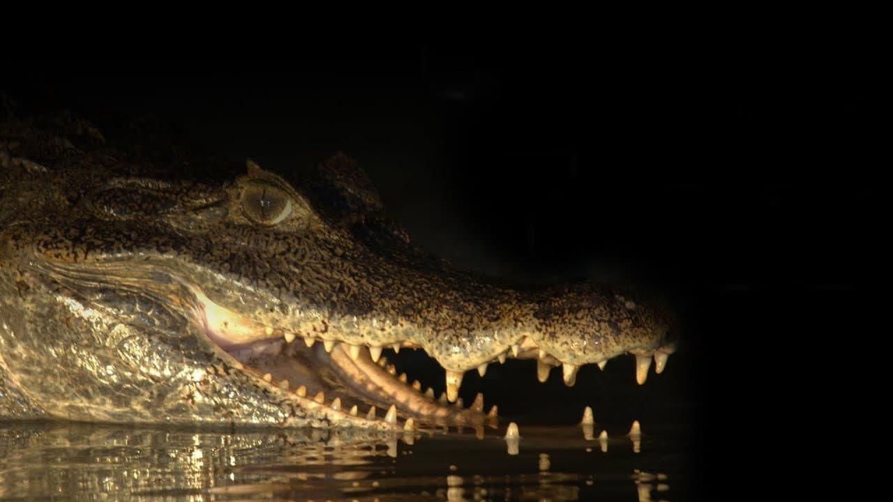 Backdrop – Capturing the Killer Croc
