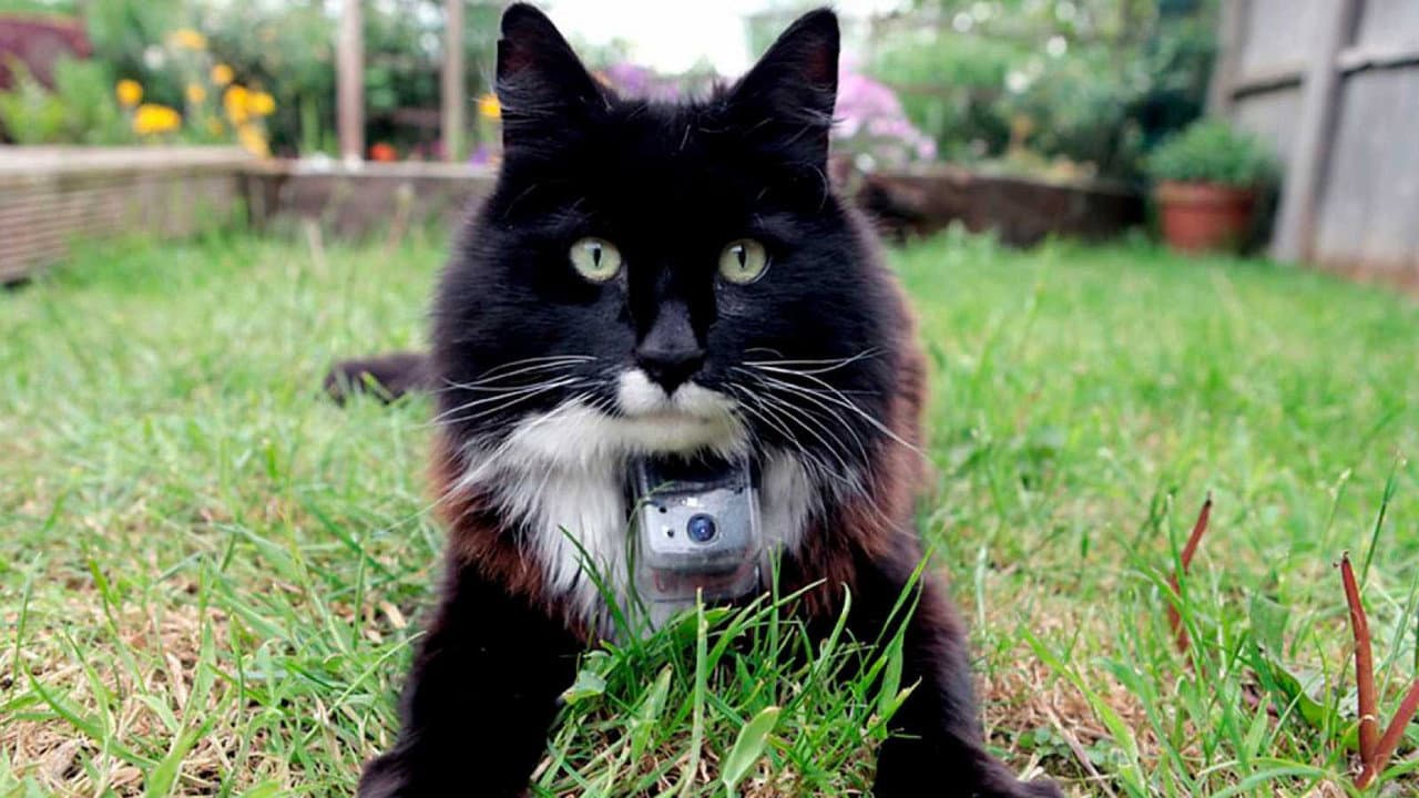 Backdrop – The Secret Life of Cats