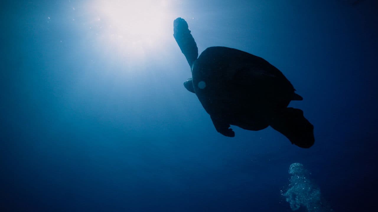 Backdrop – Return: Salvando a las Tortugas