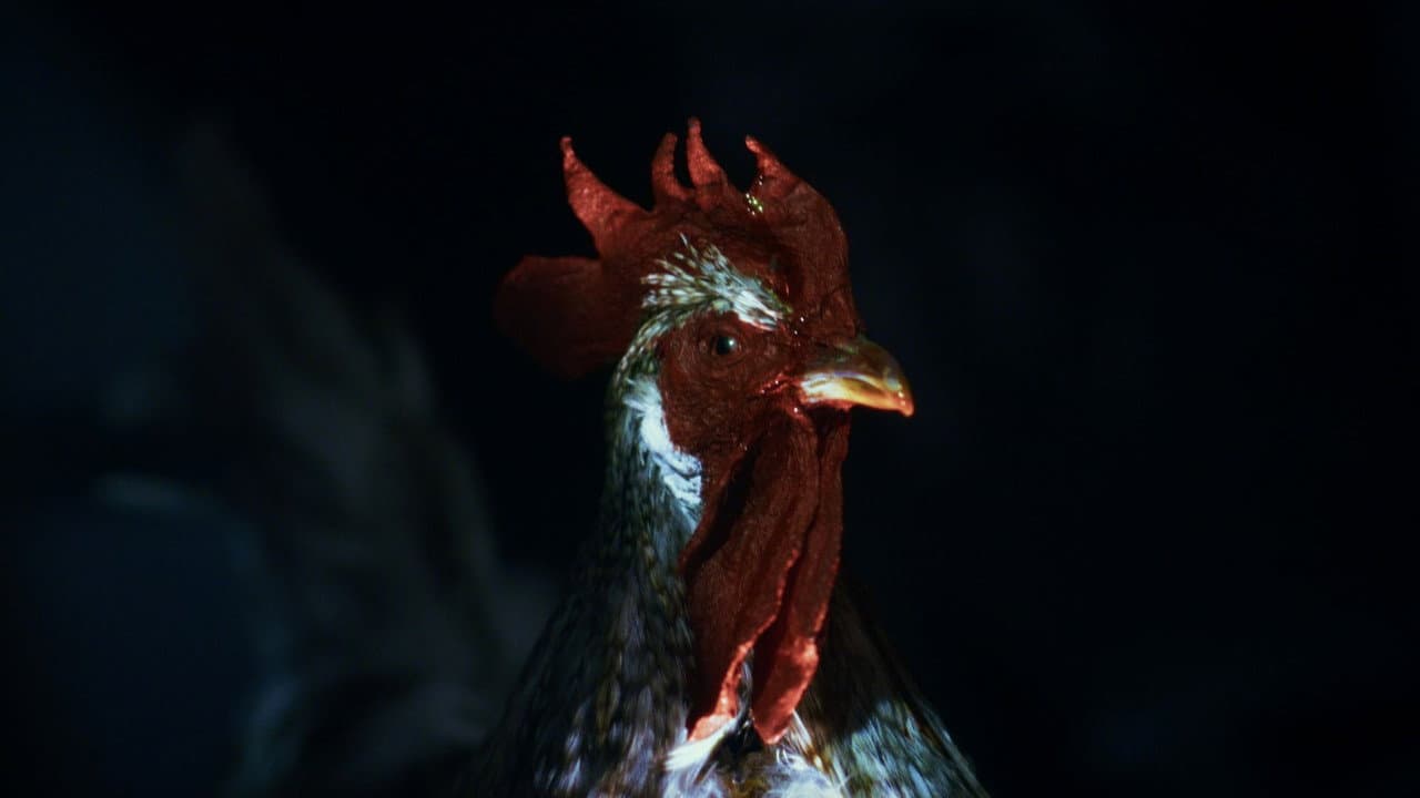 Backdrop – Rooster Road