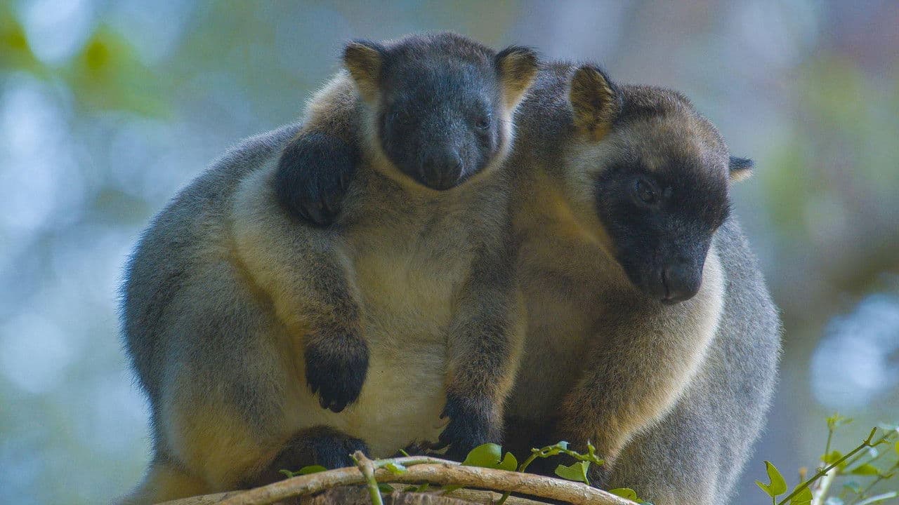 Backdrop – Baumkängurus im australischen Regenwald
