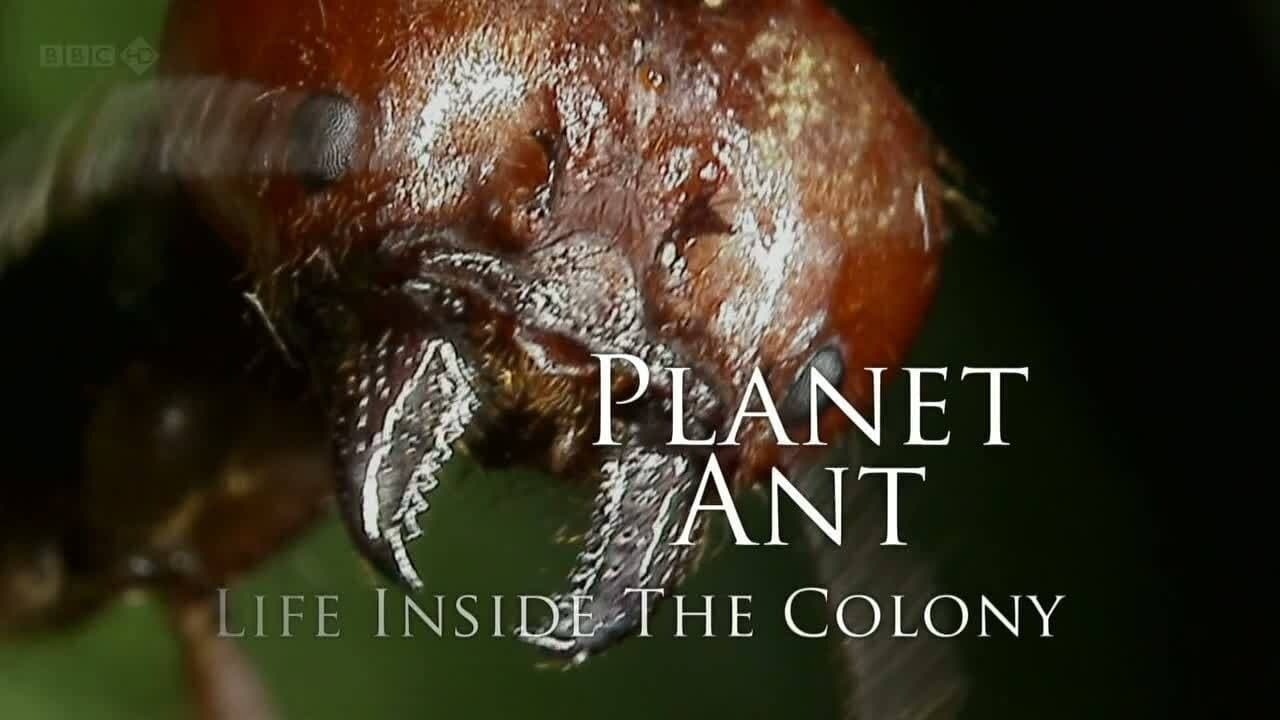 Backdrop – Planet Ant: Life Inside The Colony