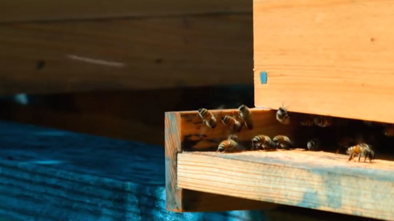 Backdrop – Real Value