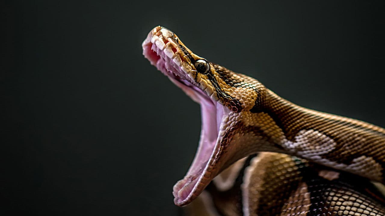 Backdrop – Man-Eating Super Snake