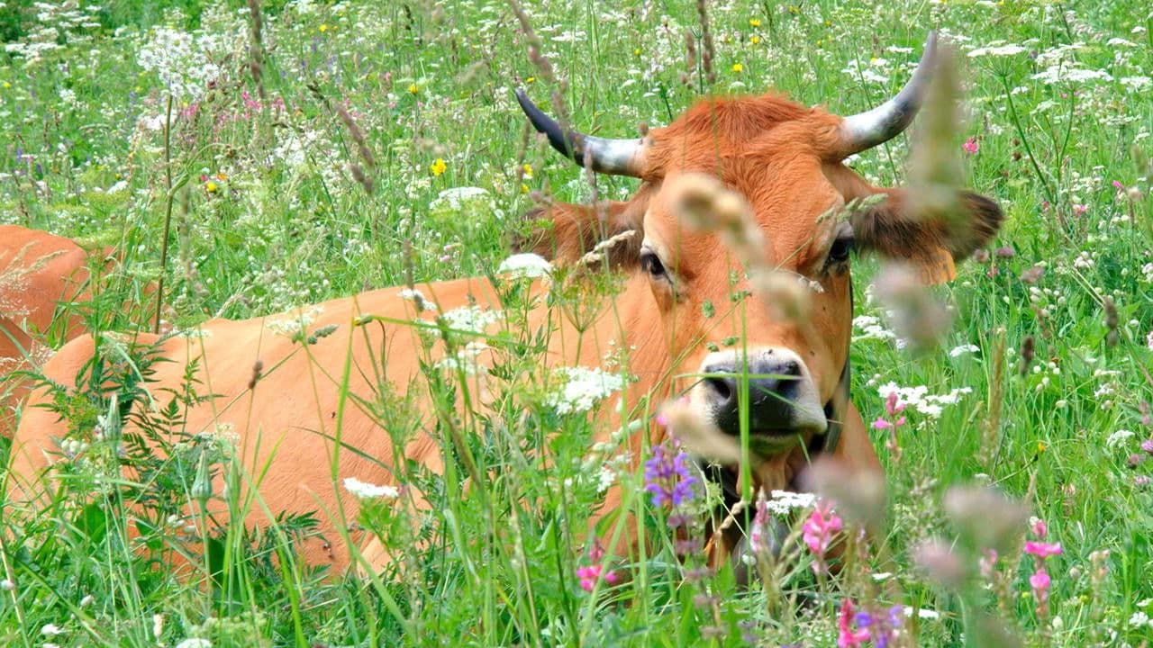 Backdrop – Au bonheur des vaches