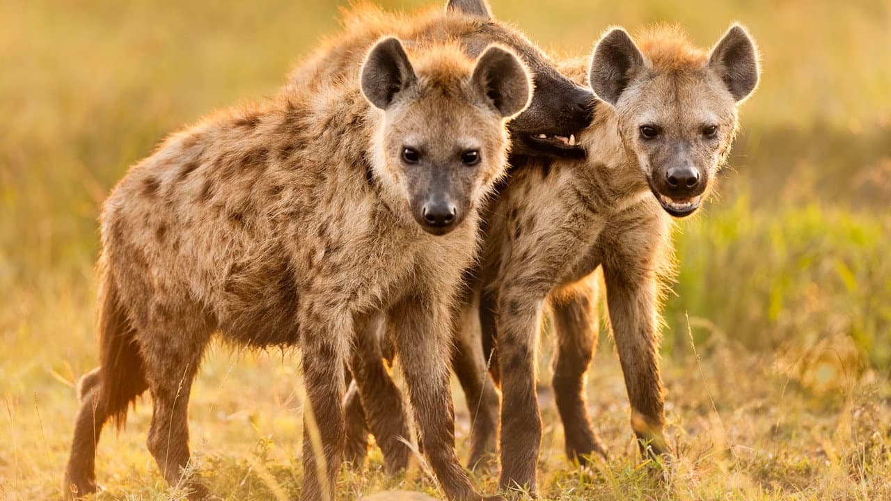 Backdrop – Hyena Coast