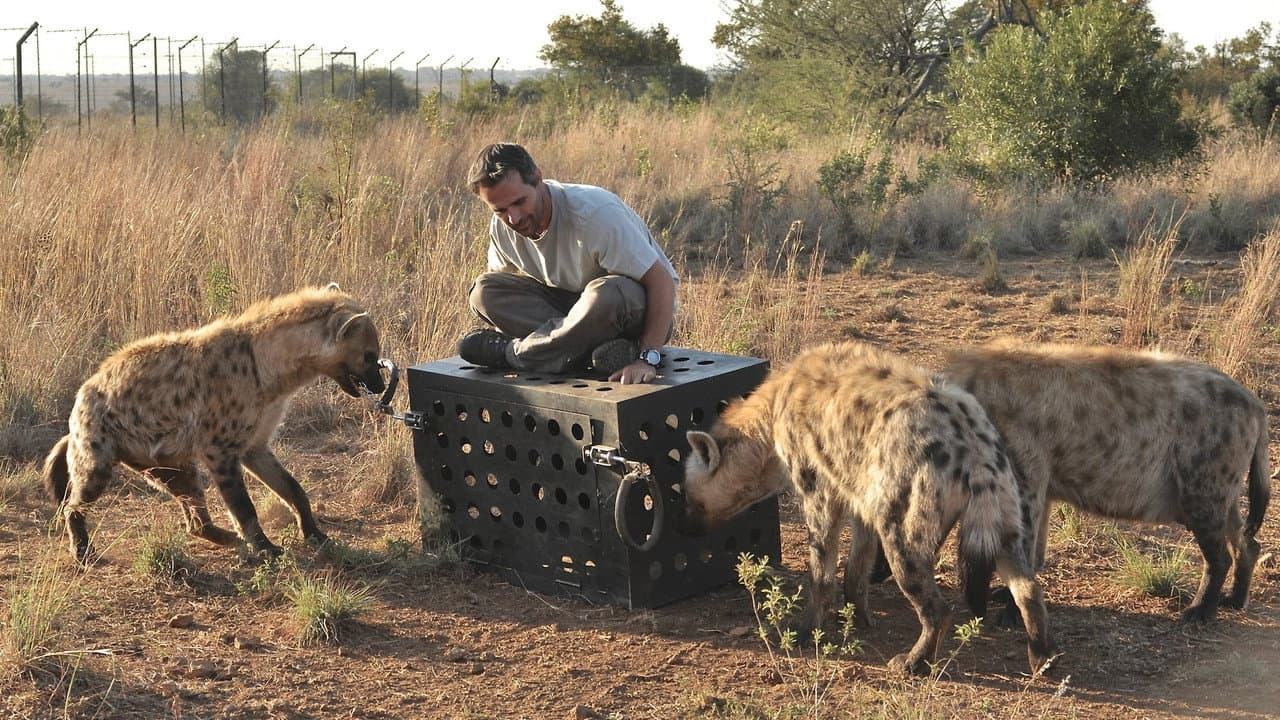 Backdrop – Killer IQ: Lion vs. Hyena