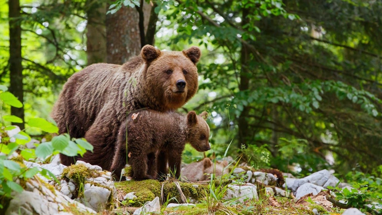 Backdrop – Wildes Slowenien