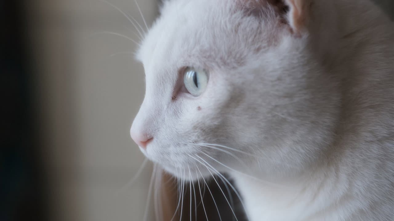 Backdrop – Tre gatti