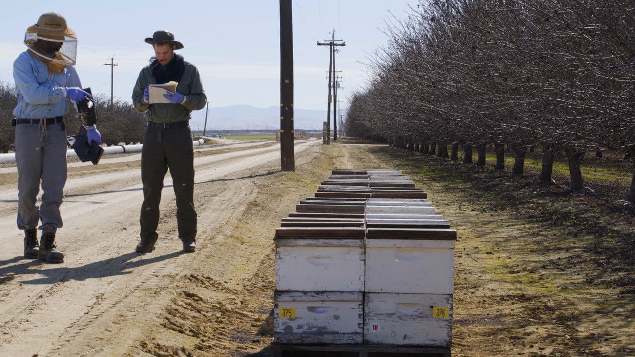 Backdrop – Une terre sans abeilles?
