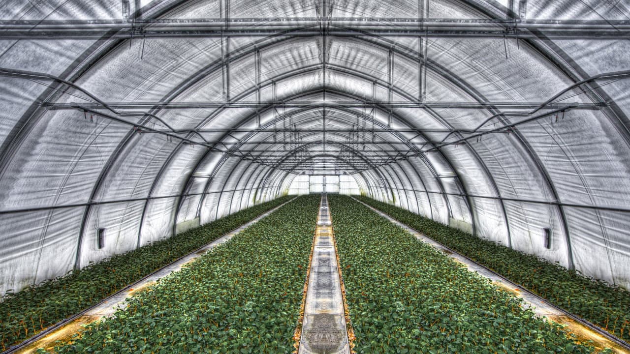 Backdrop – The Fog