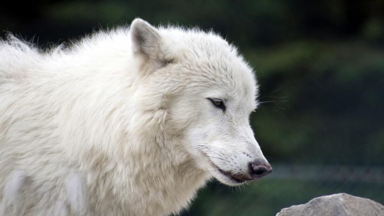 Backdrop – White Wolves - Verloren in der Wildnis