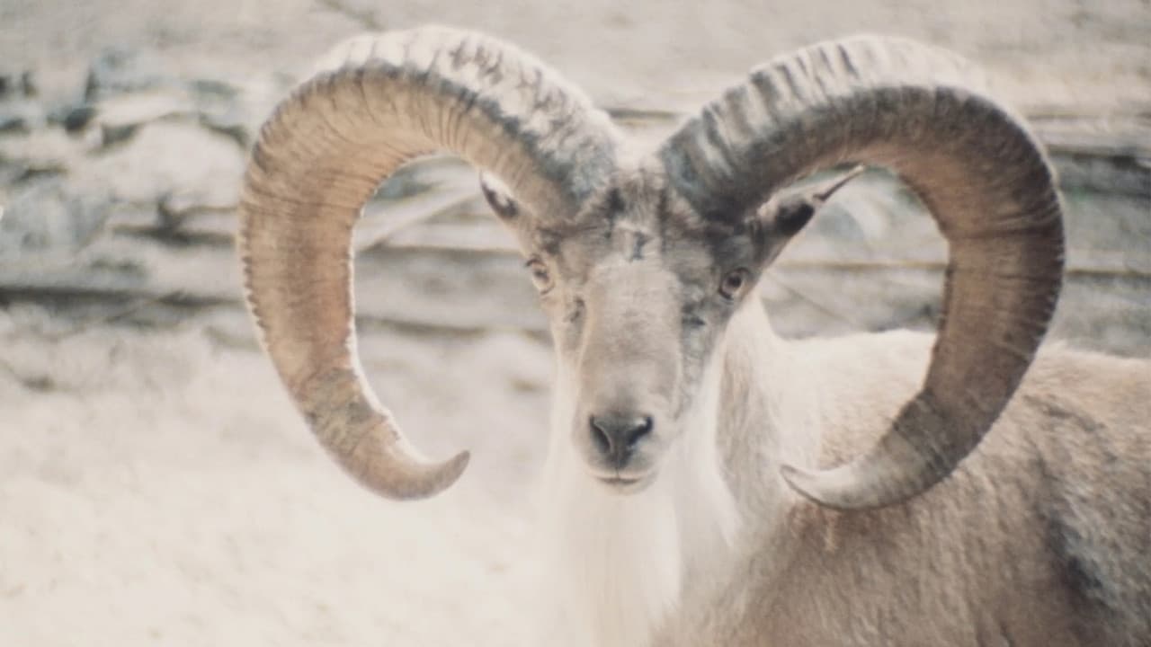 Backdrop – Paradies der Tiere