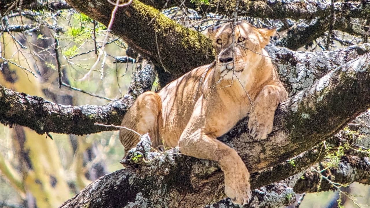 Backdrop – Lion Queen