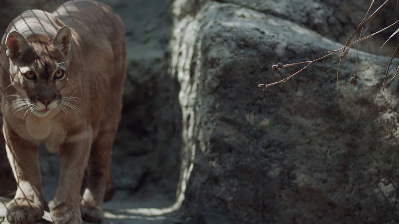 Backdrop – Pajarito