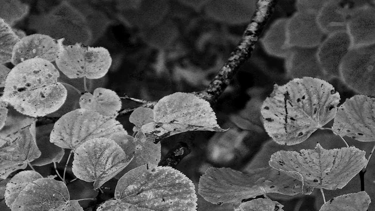 Backdrop – This Pond Is Full