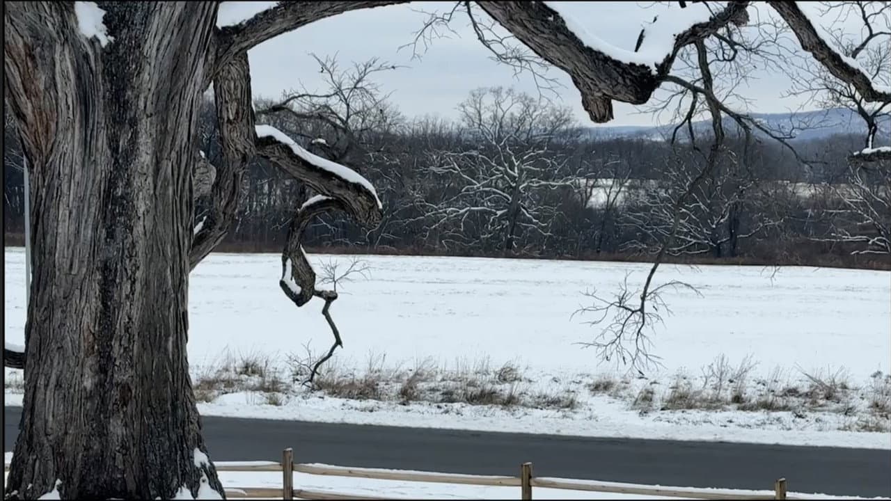 Backdrop – Drawing of a Tree