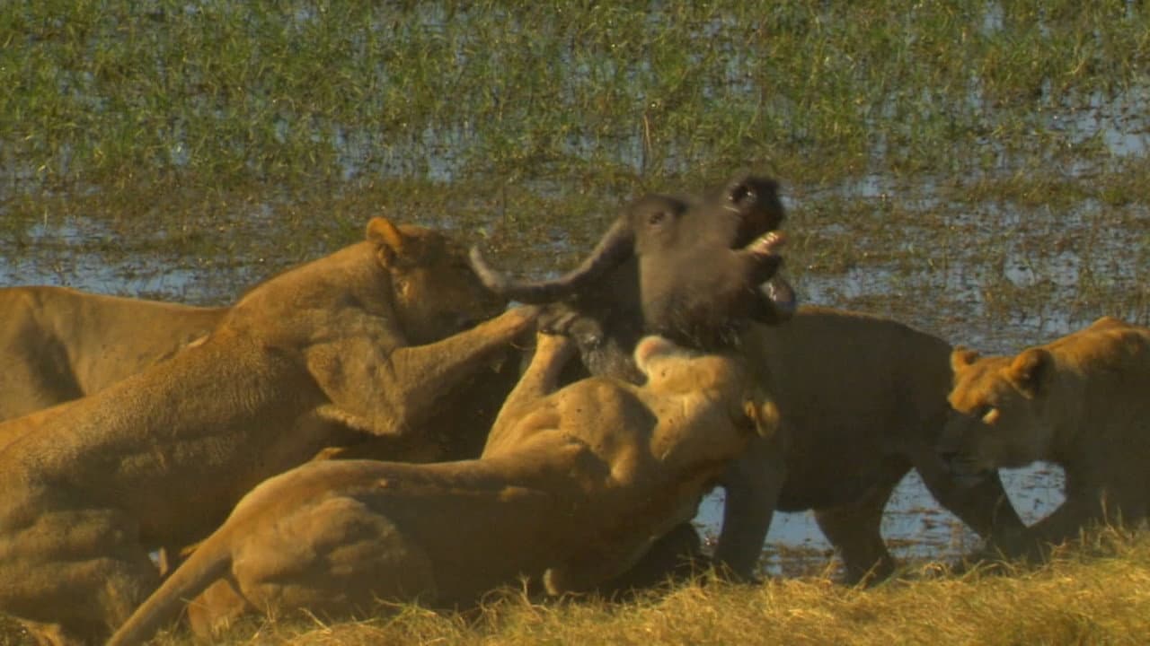 Backdrop – Big Cat Odyssey: Revealed
