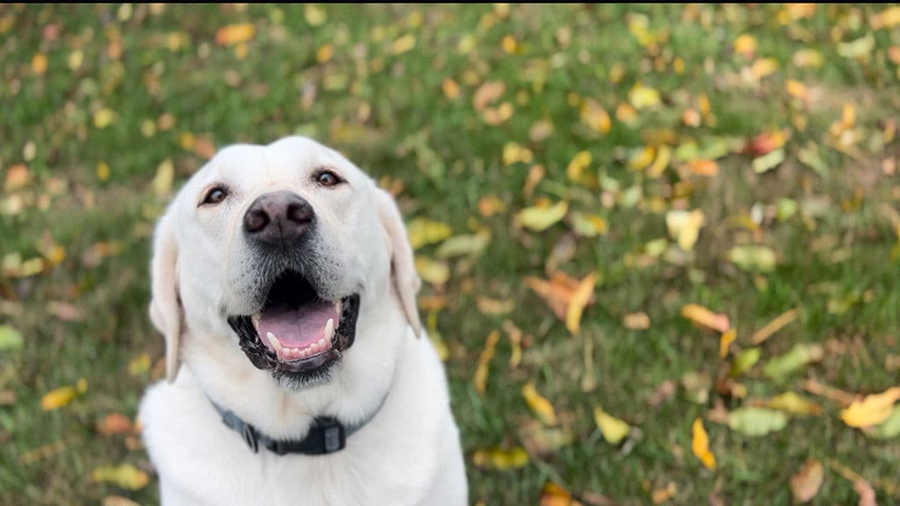 Backdrop – Weird Time
