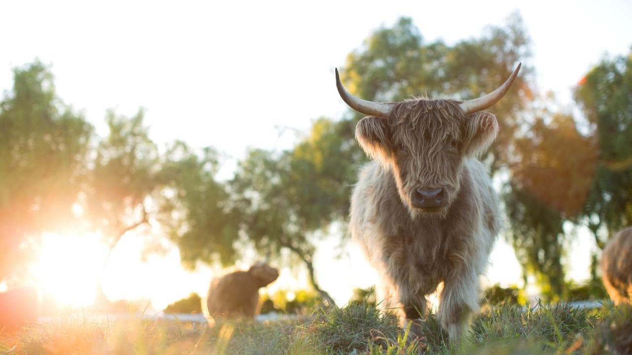 Backdrop – Unsere große kleine Farm: Die Rückkehr