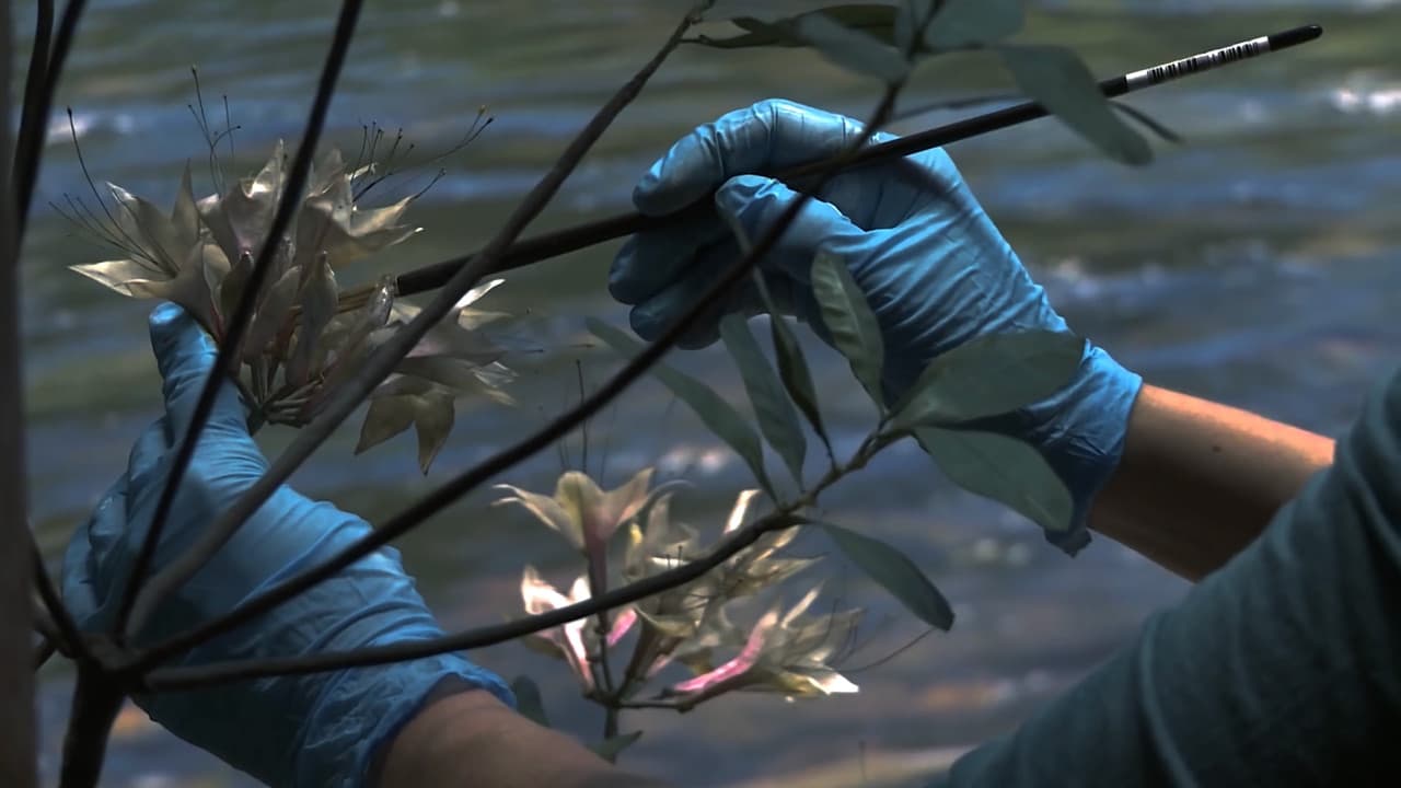 Backdrop – Green Grey Black Brown