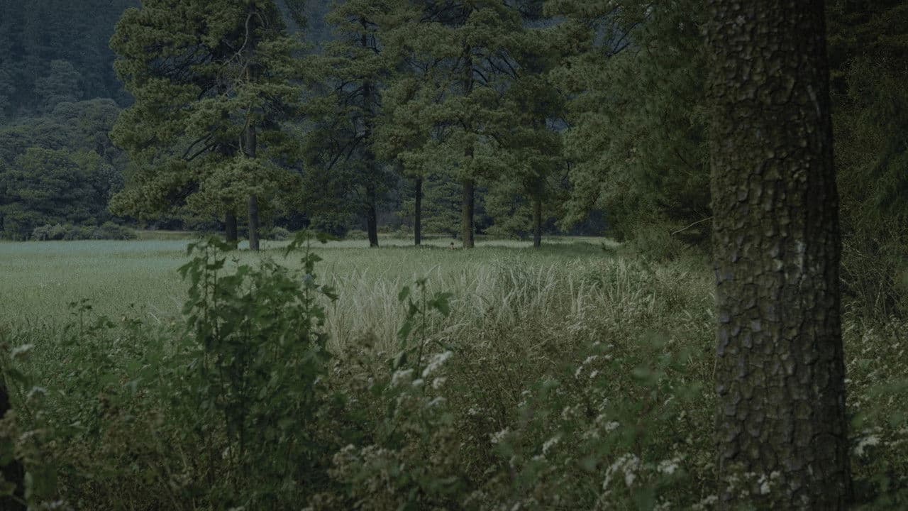 Backdrop – Para atrapar el viento