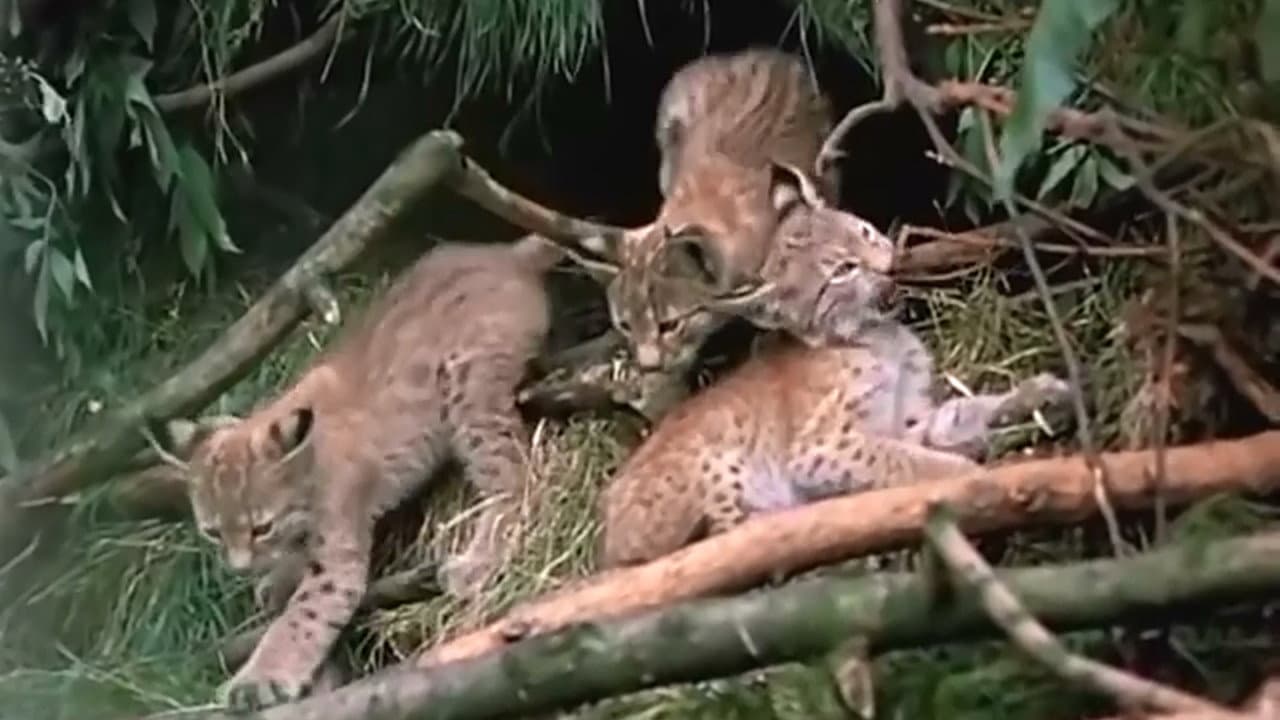 Backdrop – Kunak, der Luchs